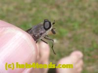 /home//u458753944/public_html/sourcegallery///////////////////Insects and small critters/flies (Diptera)/P1040890.JPG